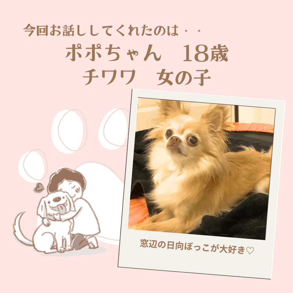 今日の練習会】心はまだまだ若い！18歳ポポちゃんとの